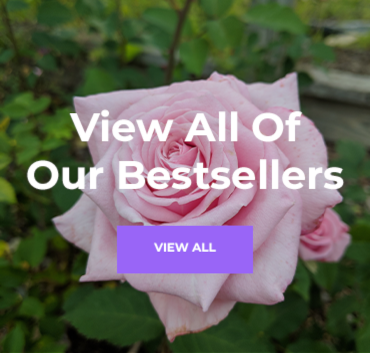 View all of our bestsellers
