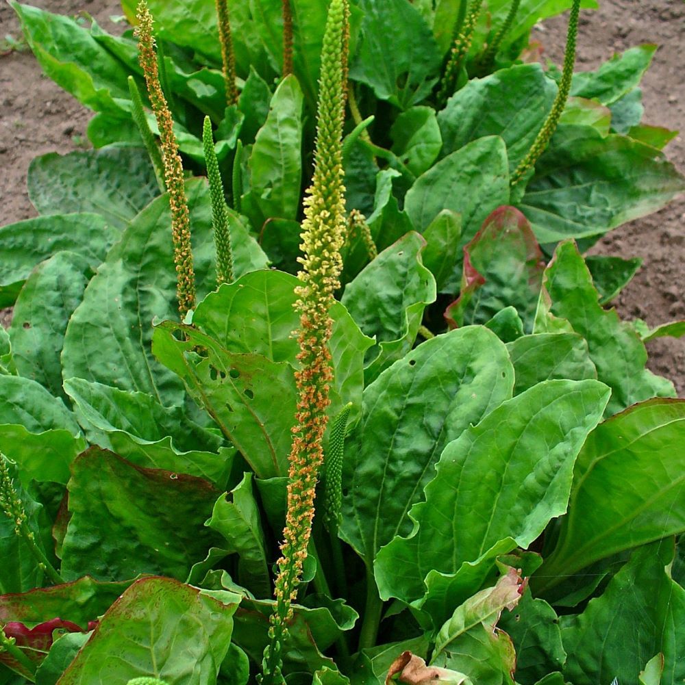 Plantago Extract > Botanical Extracts - Water-Soluble > The Herbarie at ...